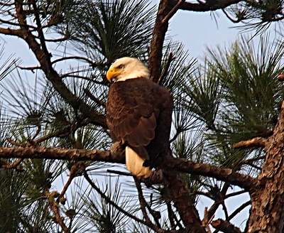 [The eagle is perched on a limb of a slash pine tree with its back to the camera, but its head is turned to the left so it is visible. some of the white tail feathers are visible peeping out from the dark brown feathers on its back. The head is tilted downward as if the bird is watching something below. The white feathers on the back of its head are fluffed a bit. The slash pine has very long dark green needles making a nice contrast to the white of the bird's head.]